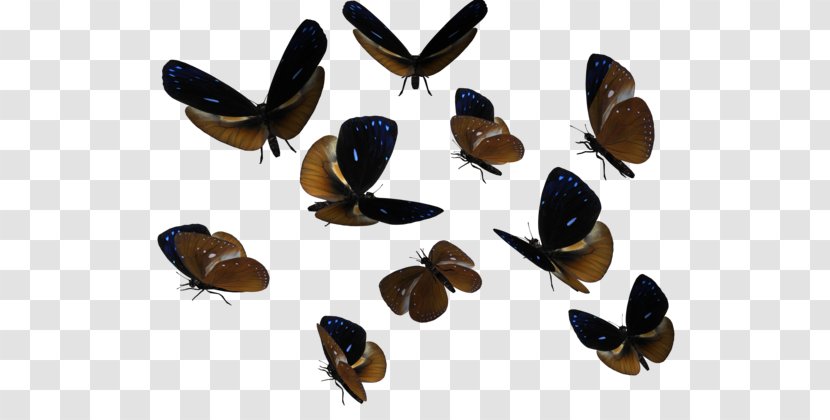 Butterfly Download - Youtube - Butterflies Swarm Transparent Transparent PNG