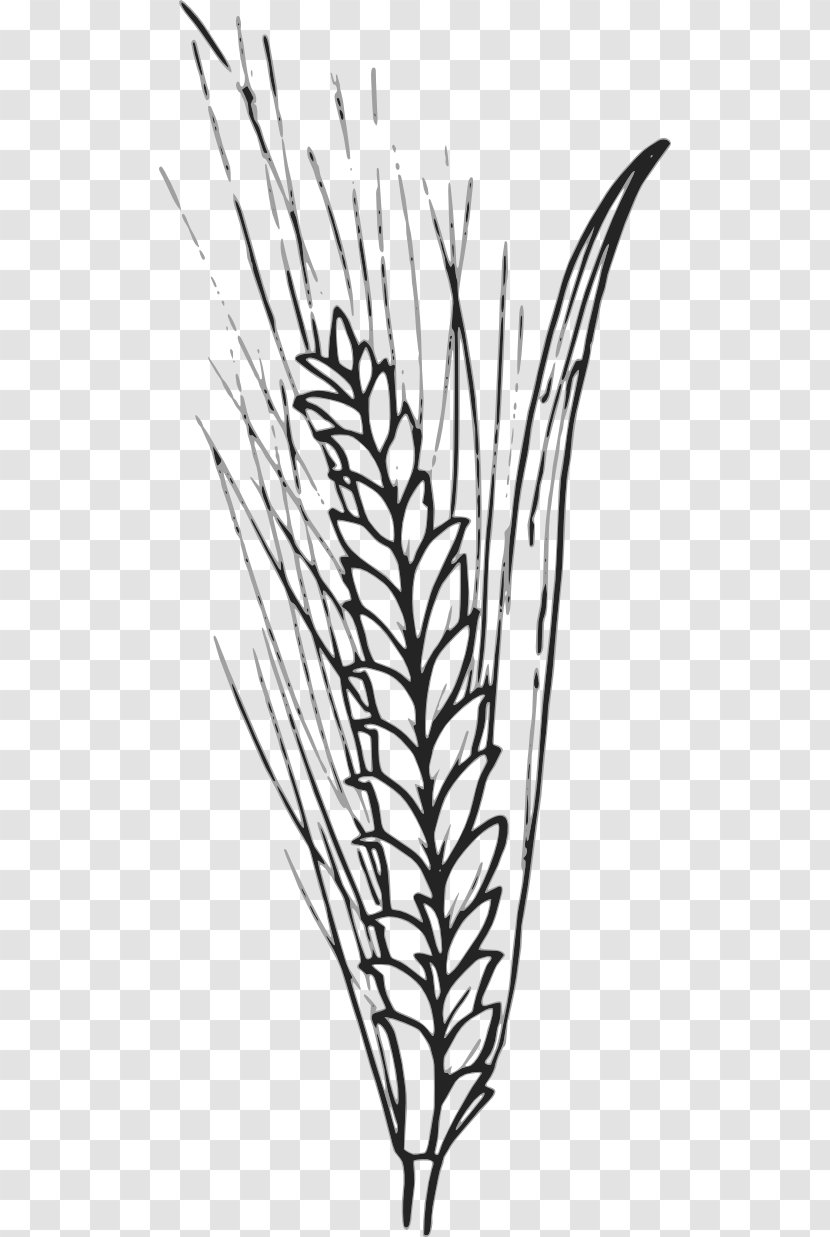 Wheat Cereal Pixabay Clip Art - Plant - Cliparts Transparent PNG