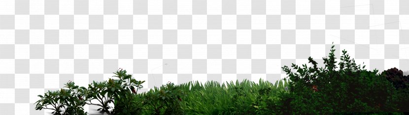 Green - Tree - Grass Psd Transparent PNG
