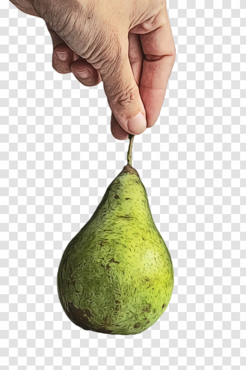 Vegetable Pear Fruit Fahrenheit Science Transparent PNG