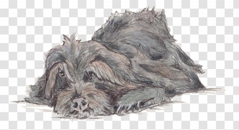 Miniature Schnauzer Scottish Terrier Cairn Cesky Deerhound - Carnivoran - Snoring Couple Transparent PNG