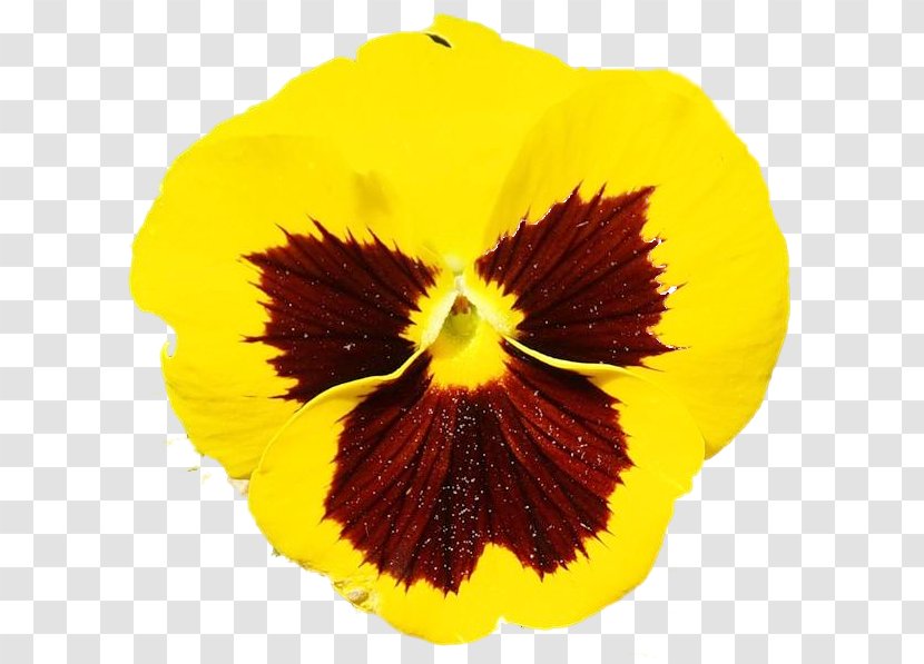 Pansy - Flowering Plant - Petal Transparent PNG