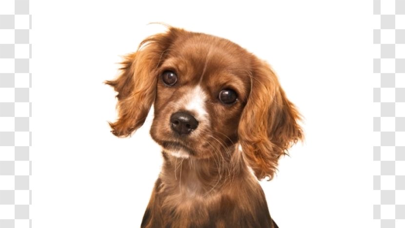 Cavalier King Charles Spaniel English Cocker Field Cavapoo - Dog - Puppy Transparent PNG