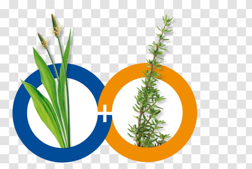 Thymes Herb Fluid Extract Ribwort Plantain - Pharmaceutical Drug - European Folk Medicine Transparent PNG