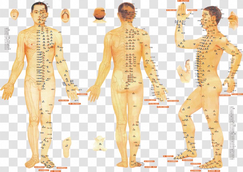 Acupuncture Meridian Traditional Chinese Medicine Therapy Moxibustion - Point Table Transparent PNG
