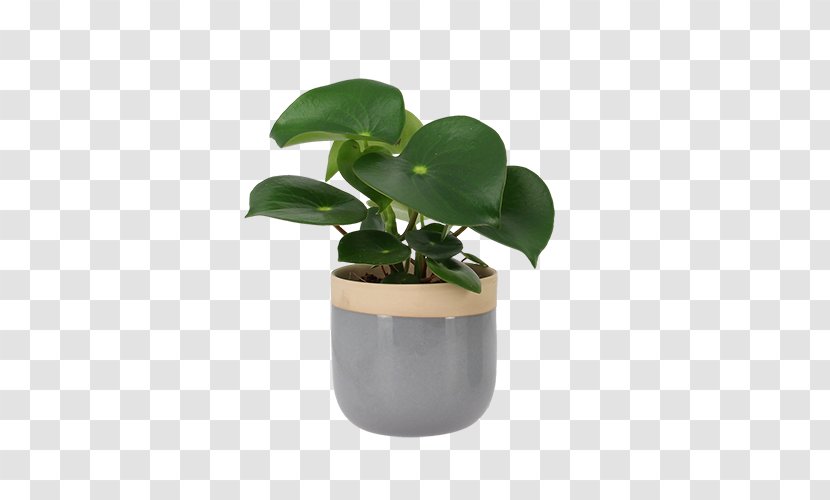 Flowerpot Leaf Houseplant Product Design - Plant Transparent PNG