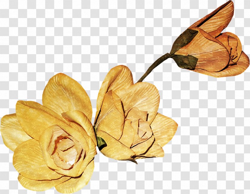 Petal Download - Cut Flowers - Collection Petals Transparent PNG