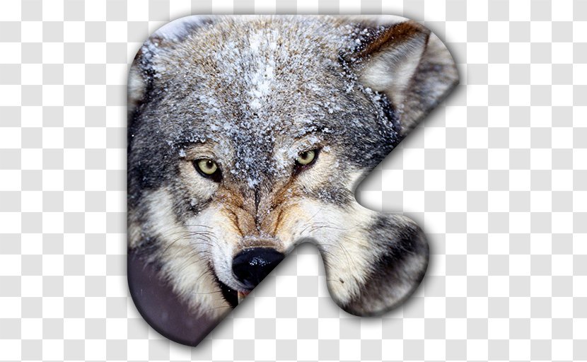 Dog Cat Arctic Wolf Desktop Wallpaper Animal - Wolfdog Transparent PNG