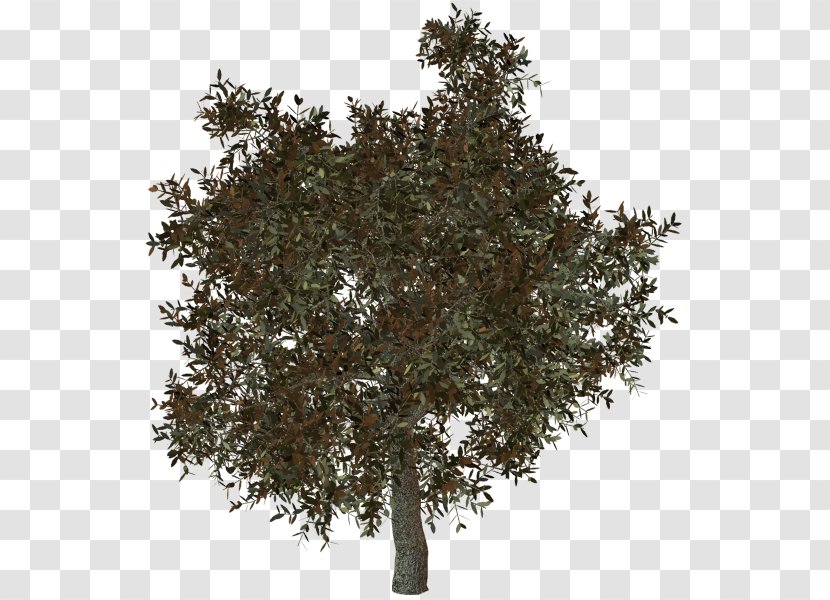 Shrub - Tree Transparent PNG