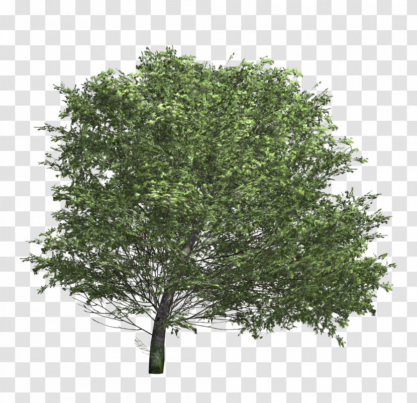 Tree Texture Mapping Shrub 3D Modeling - 3d - Bushes Transparent PNG
