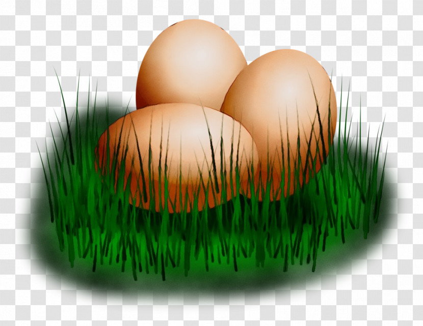 Grass Grass Family Plant Transparent PNG