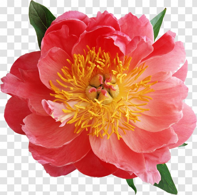 Flower Animation - Information - Peony Transparent PNG