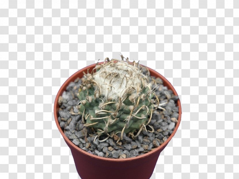 Citroën Cactus M Flowerpot Houseplant - Sansevieria Transparent PNG