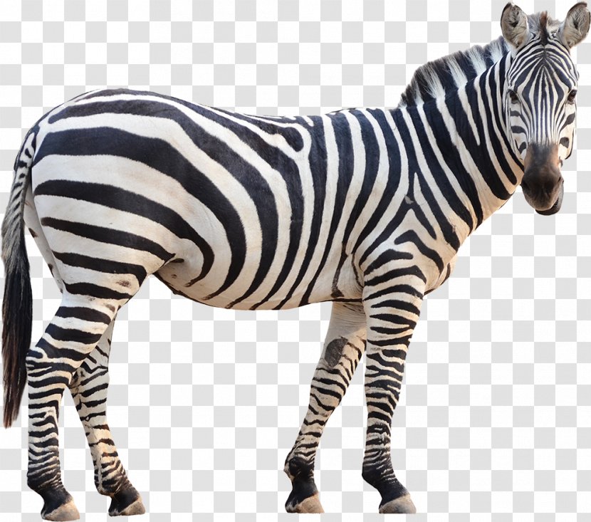 Zebra Cartoon - Snout - Neck Transparent PNG