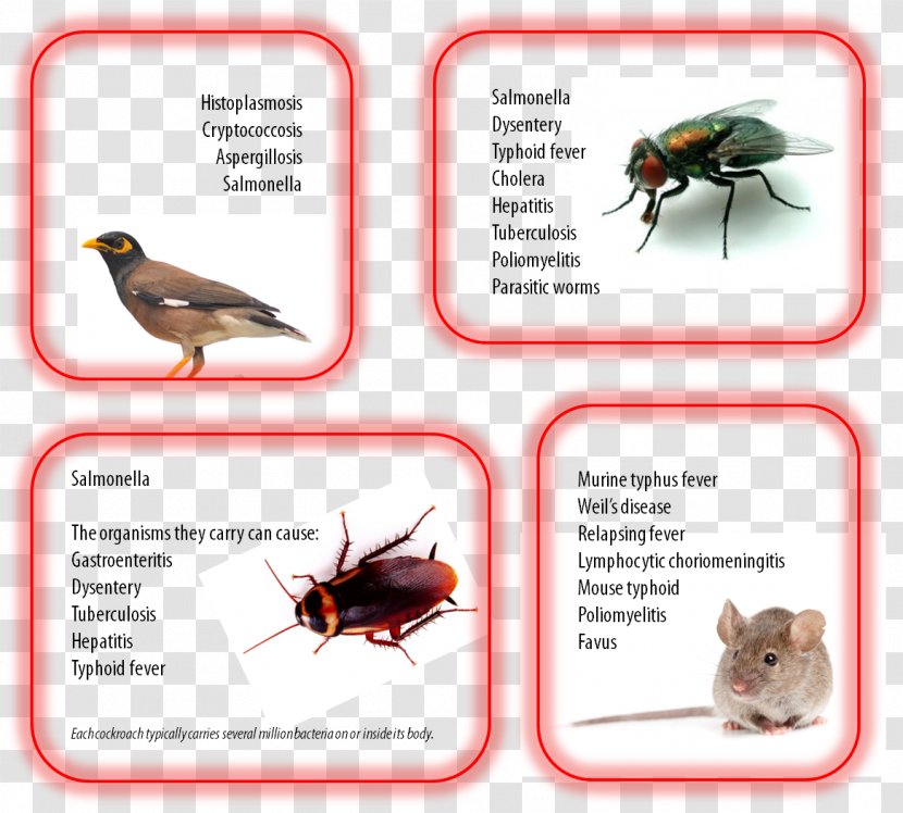 Insect Pest Control Disease Parasitism - Pollinator Transparent PNG