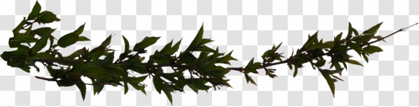 Branch Clip Art - Leaf - Hd Transparent PNG