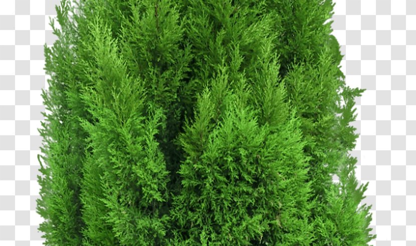 Mediterranean Cypress Tree Pine Leyland - Yellow Transparent PNG