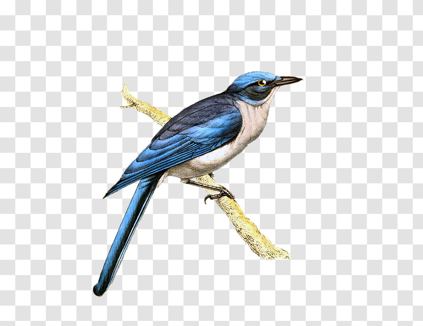 Bird Beak Blue Jay Jay Songbird Transparent PNG