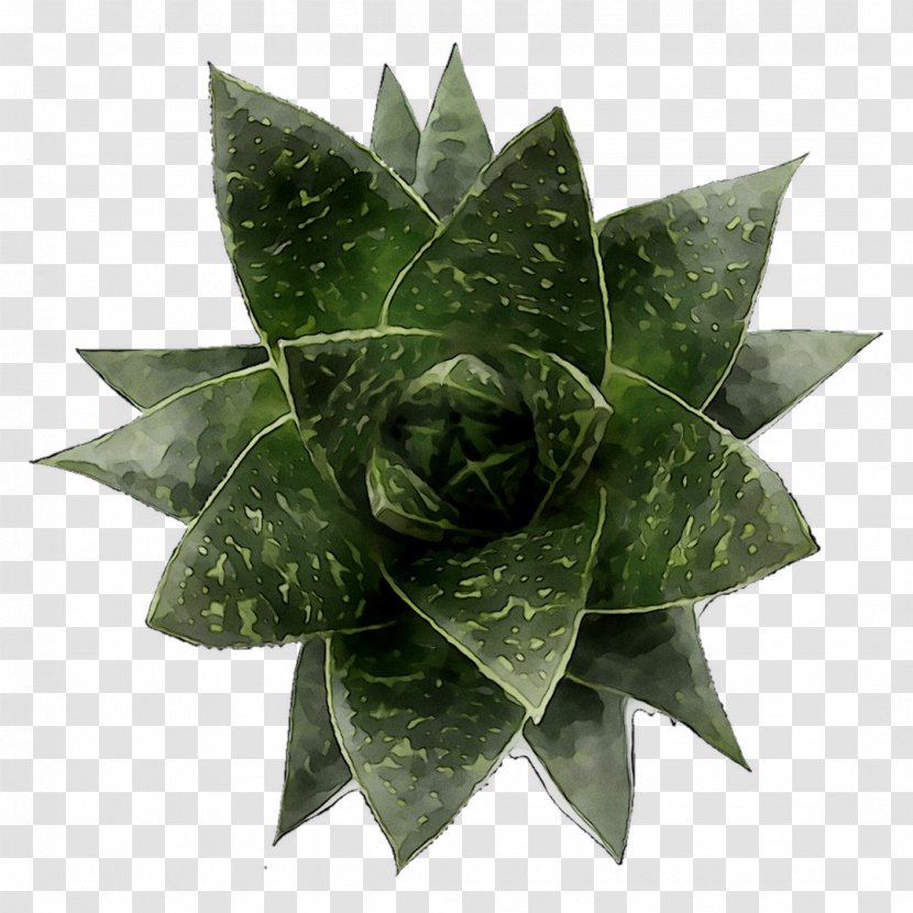 Leaf - Perennial Plant - Houseplant Transparent PNG