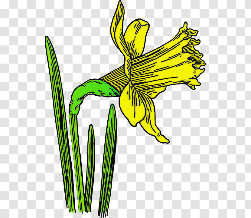 Flower Plant Yellow Narcissus Daylily Transparent PNG