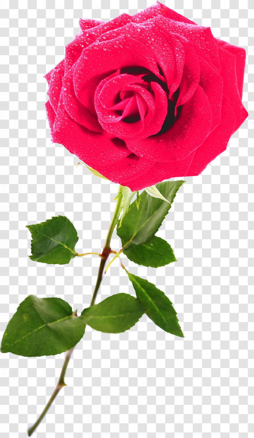 Garden Roses Centifolia Rosaceae Rosa Chinensis Cut Flowers - Rose Transparent PNG