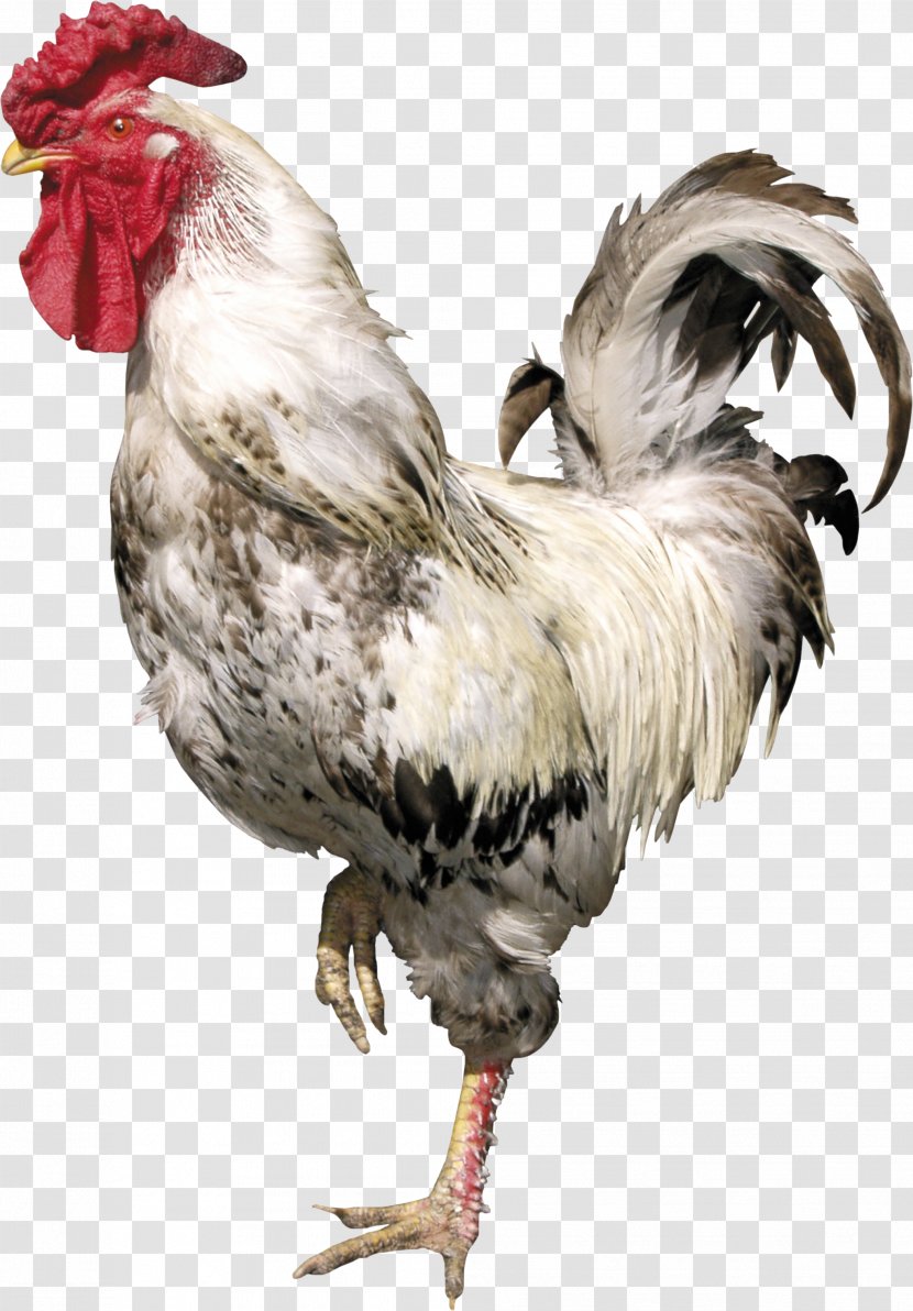 Rooster Bird Chicken Clip Art - Galliformes - Cock Transparent PNG