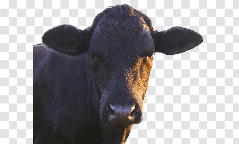 Dairy Cattle Calf Ox Livestock - Bander Transparent PNG