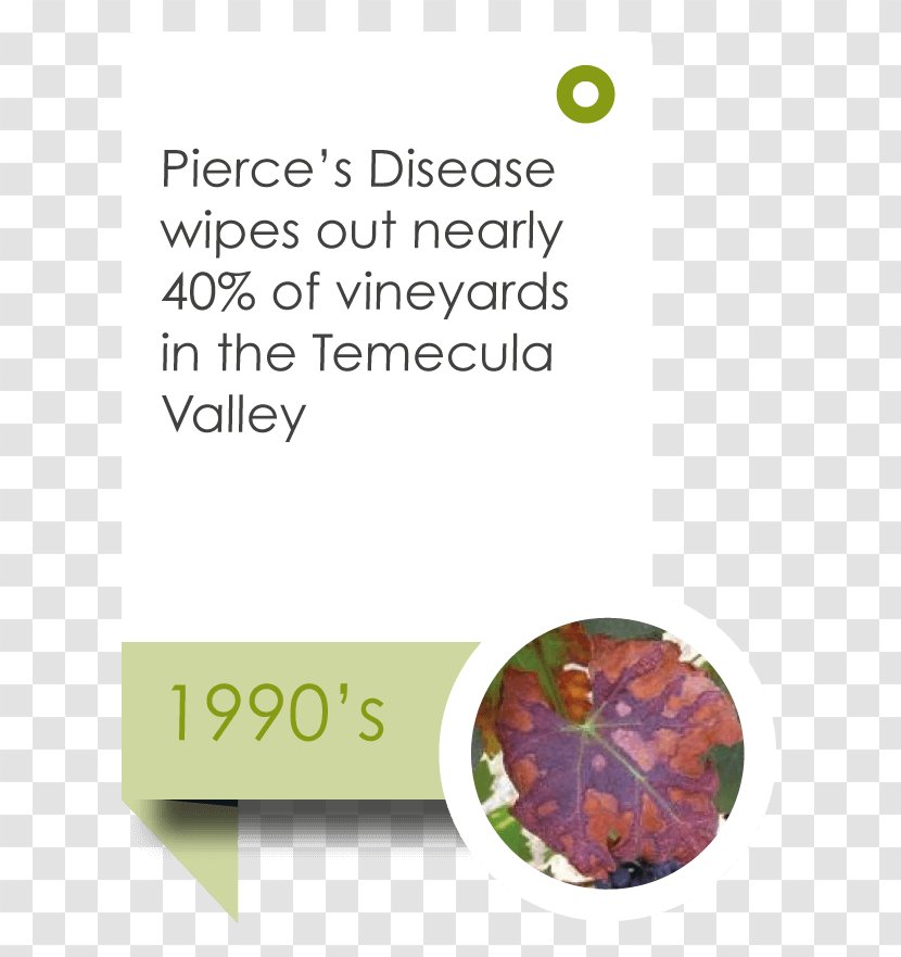 Temecula Valley Winegrowers Association Wine Tasting Information - Wedding Timeline Transparent PNG