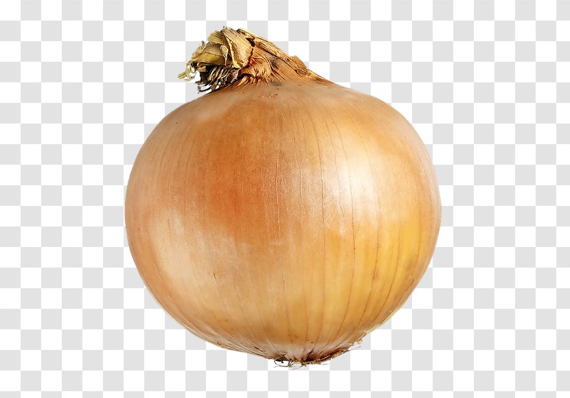 Yellow Onion Shallot Cooking White Red - Plank Road Transparent PNG