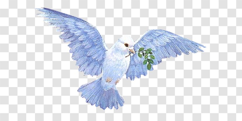 Columbidae Animation Flying Dove Clip Art - Gfycat Transparent PNG