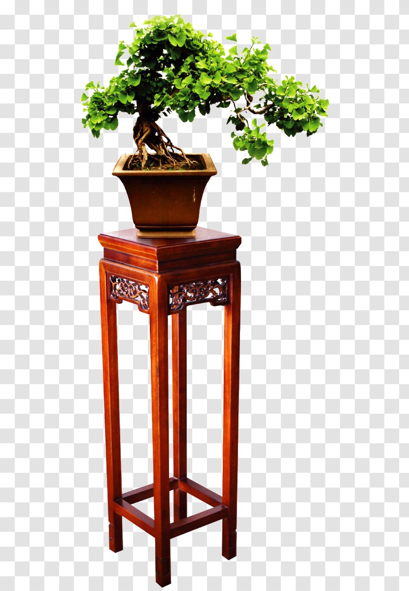 Bonsai Furniture Plant Google Images - Houseplant - Potted Plants Transparent PNG