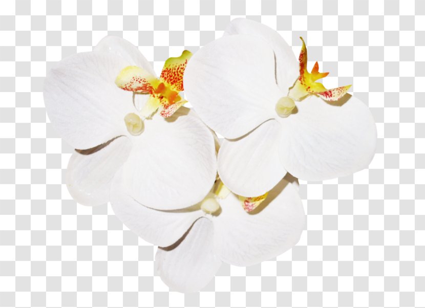 Petal Download Clip Art - Lossless Compression - Flower Transparent PNG