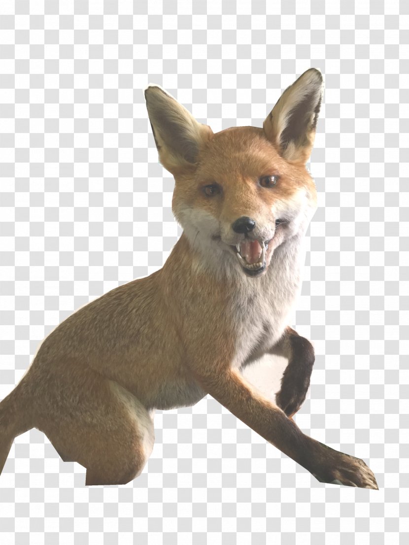 Red Fox Coyote Dhole Dog Jackal - Breed - Mr Transparent PNG
