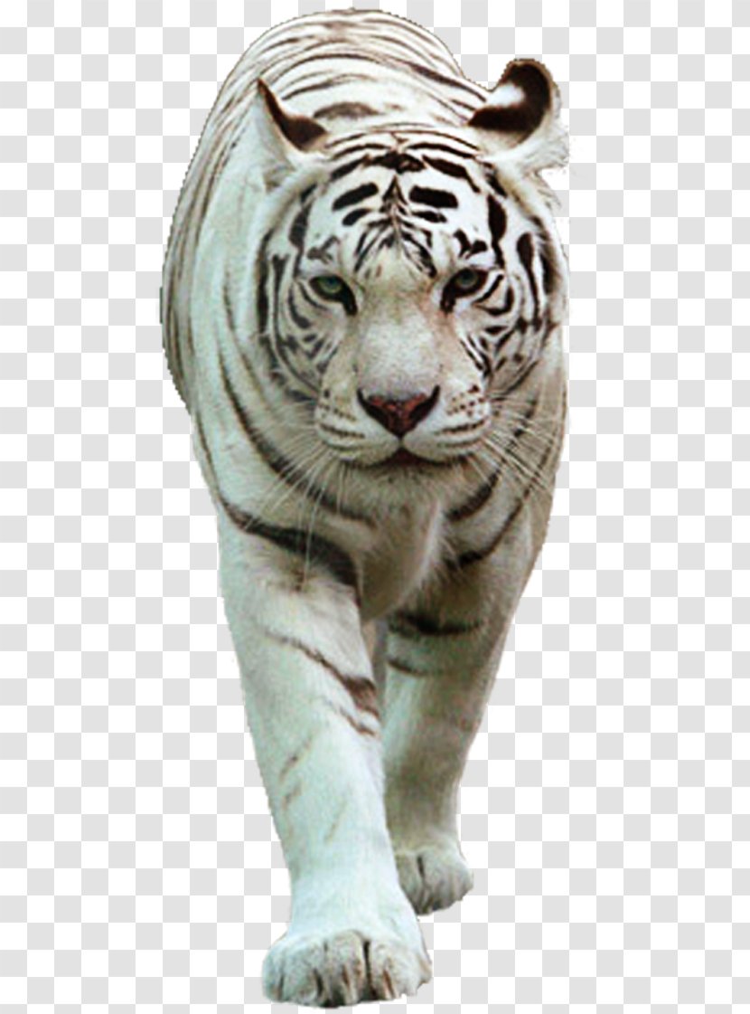 Felidae Cat White Tiger Lion - Bengal Transparent PNG