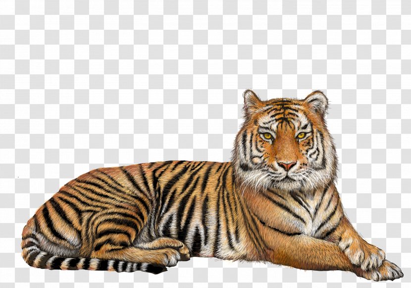 Tiger Clip Art - Fauna Transparent PNG