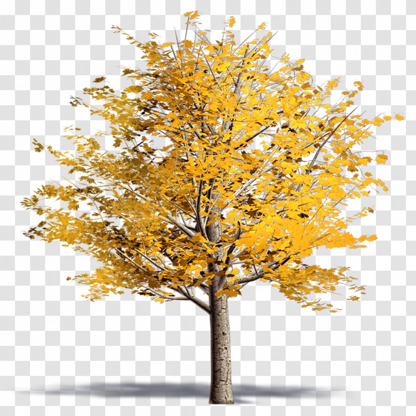 Twig Plane Trees Ginkgo Biloba Tree Family - Acer Platanoides Transparent PNG