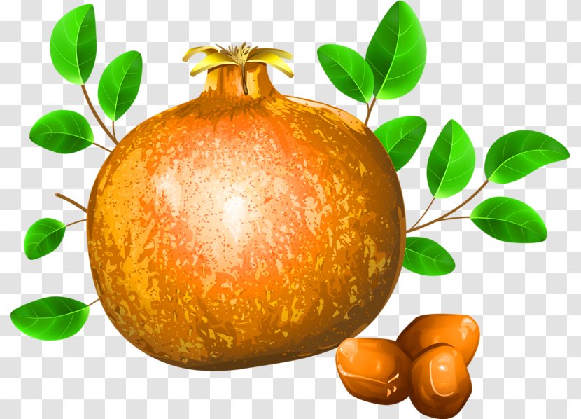 Pomegranate Fruit Drawing Illustration Transparent PNG