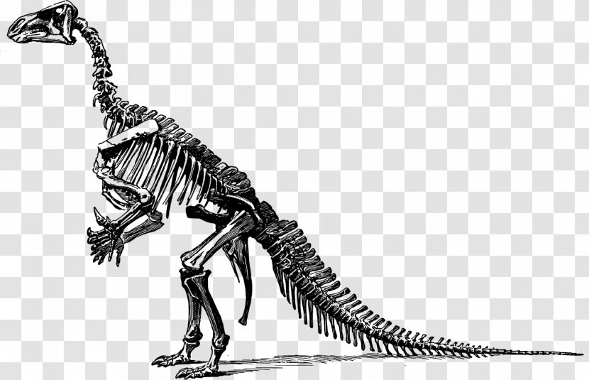 Stegosaurus Apatosaurus Iguanodon Brontosaurus Brachiosaurus - Pachycephalosaurus - Vector Dinosaur Skeleton Transparent PNG