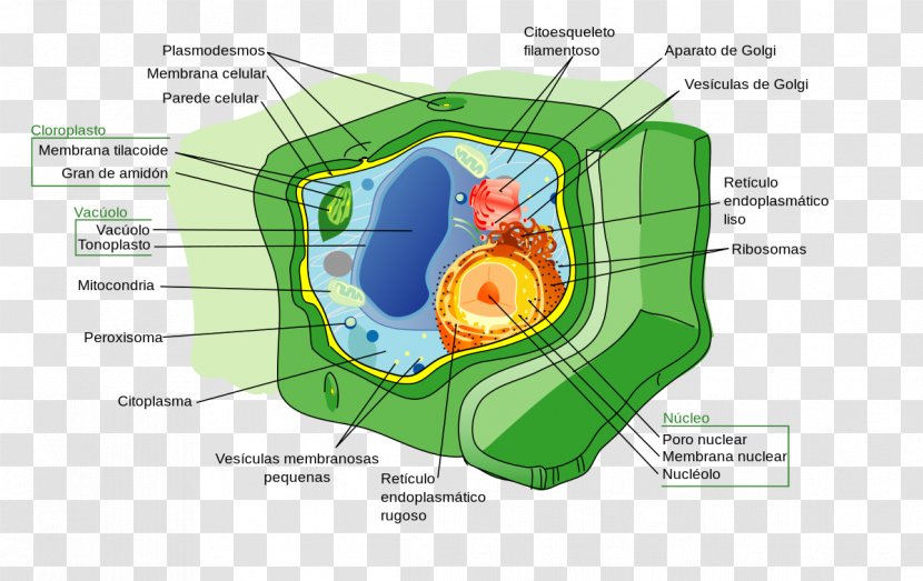 Plant Cell Nucleus Wall - Flower - Anatomy Transparent PNG