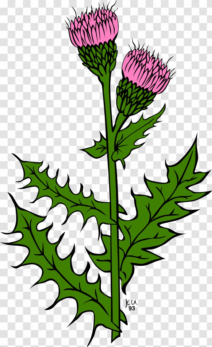 Cirsium Vulgare Creeping Thistle Clip Art - Flowering Plant - Scotland Transparent PNG