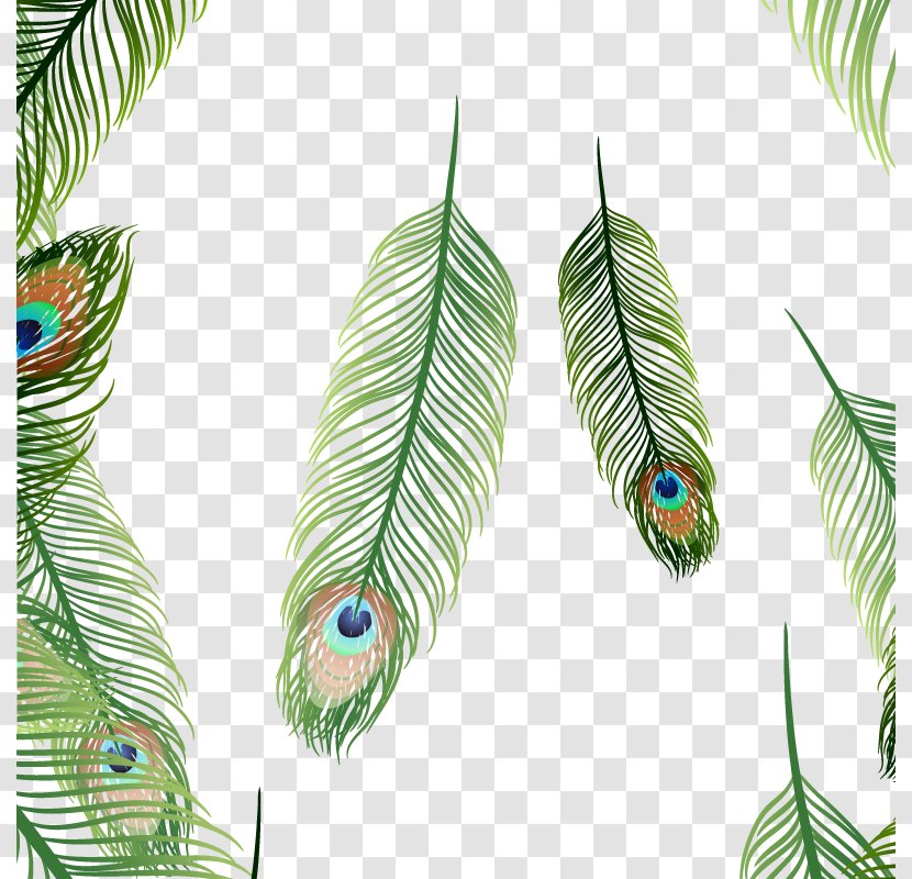 Bird Feather Euclidean Vector - Plot Transparent PNG