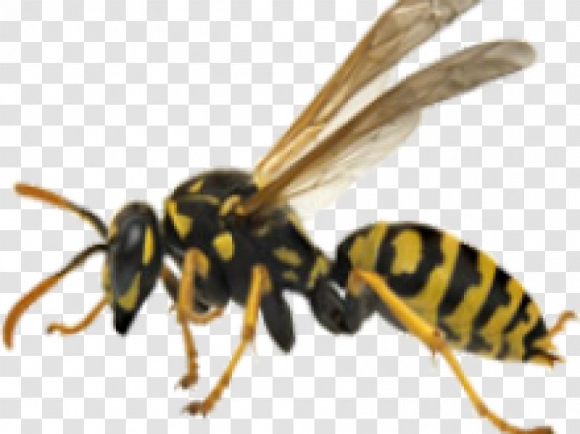 Bee Hornet Wasp Yellowjacket Transparent PNG
