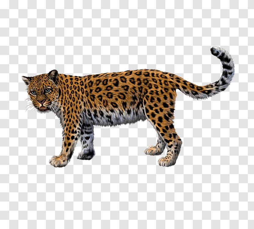 Jaguar Cheetah North-Chinese Leopard Felidae - Grayscale Transparent PNG