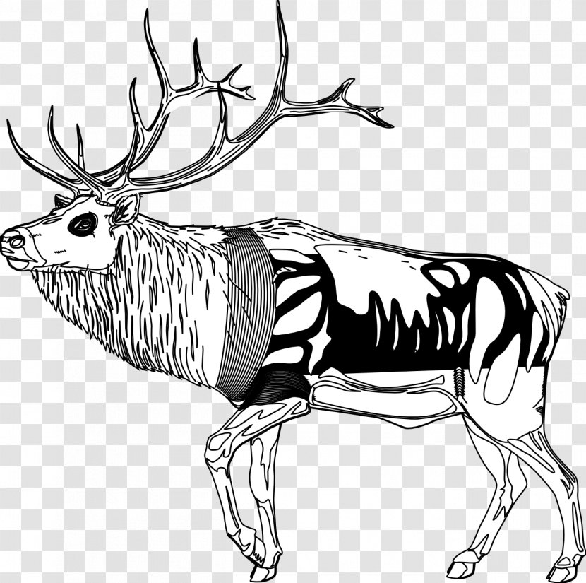 Reindeer Black And White Line Art Clip - Animal Figure Transparent PNG