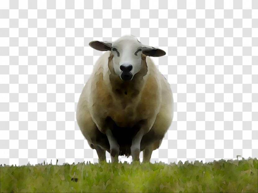 Sheep Livestock Cattle Pasture Herd - Grassland - Ovis Transparent PNG