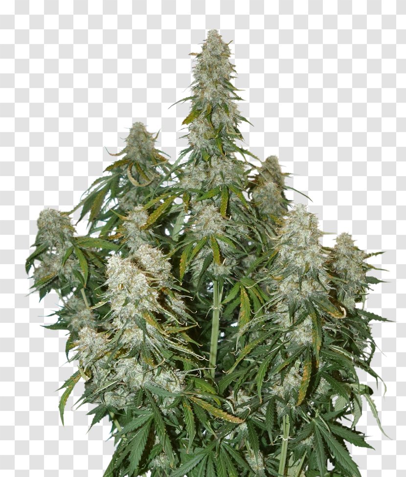 Autoflowering Cannabis Seed White Widow Car Skunk - Big Bud Transparent PNG
