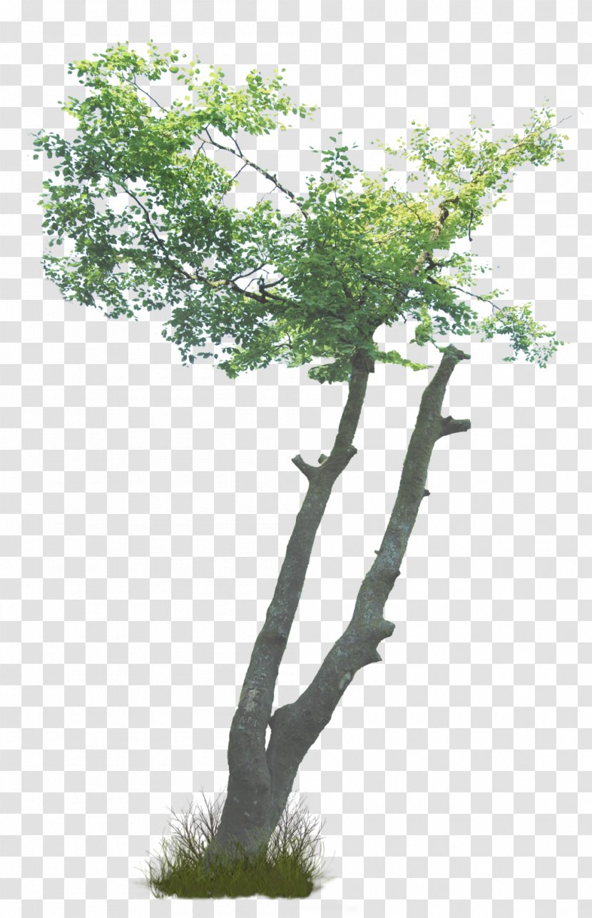 What Are Trees? Shrub Branch Plant - Tree Transparent PNG