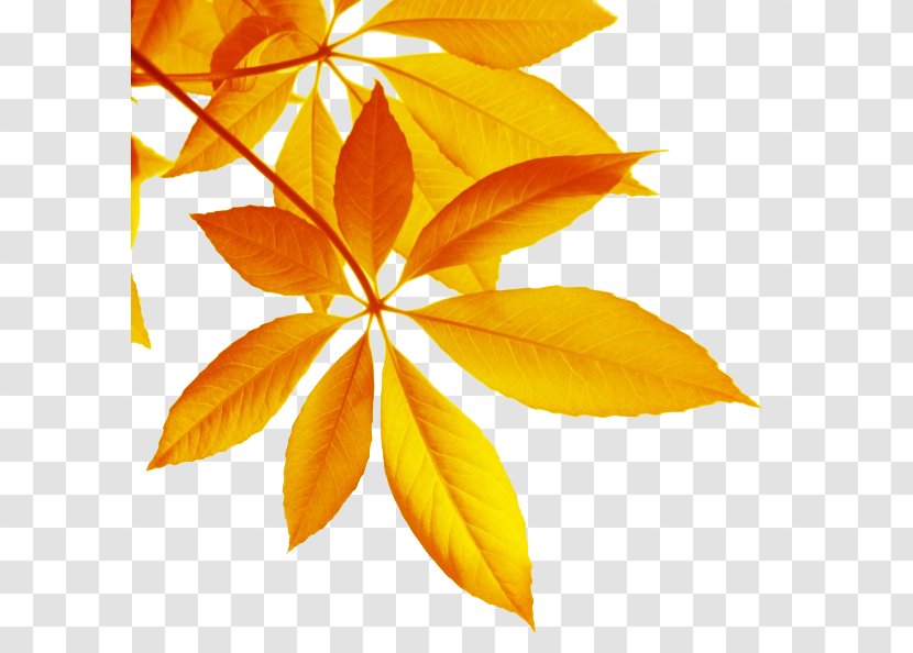 Maple Leaf High-definition Television Wallpaper - Autumn - Yellow Leaves Transparent PNG