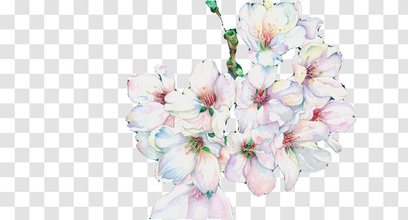 Cherry Blossom Floral Design - Plant - Vector Transparent PNG