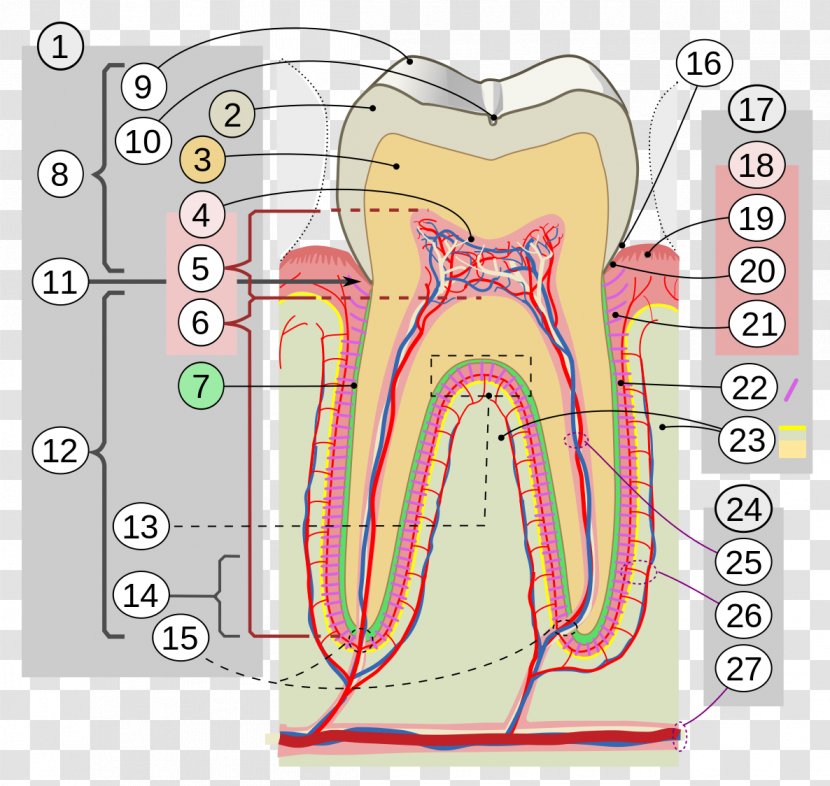 Human Tooth Enamel Dentistry Gums - Heart - Brush Transparent PNG